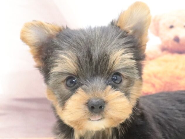 大阪府のヨークシャーテリア (アミーゴ鳳店/2026年5月19日生まれ/女の子/スチールブルータン)の子犬の3枚目の画像