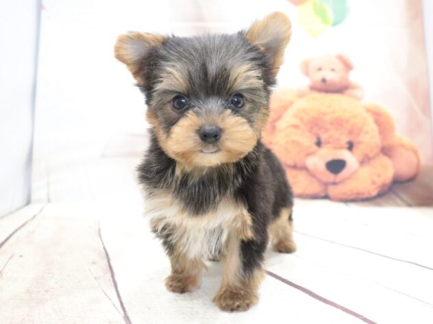大阪府のヨークシャーテリア (アミーゴ鳳店/2026年5月19日生まれ/女の子/スチールブルータン)の子犬の4枚目の画像