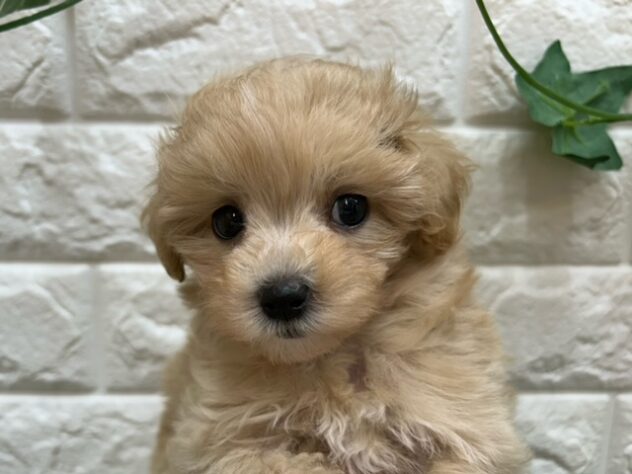 新潟県のハーフ犬・ミックス犬 (アミーゴ紫竹山店/2026年4月26日生まれ/男の子/アプリコット)の子犬の3枚目の画像