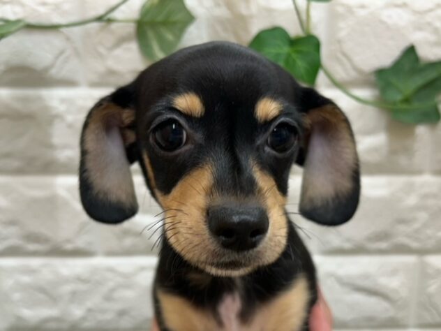 新潟県のハーフ犬・ミックス犬 (アミーゴ紫竹山店/2026年4月13日生まれ/男の子/ブラックイエロー)の子犬の3枚目の画像
