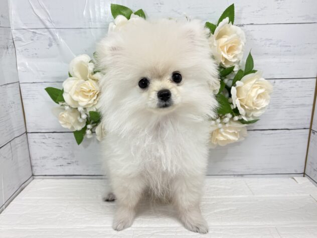 宮城県のポメラニアン (アミーゴ仙台富沢店/2026年3月30日生まれ/男の子/ホワイト)の子犬