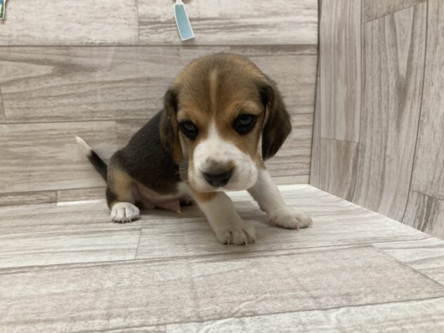 岩手県のビーグル (アミーゴ一関店/2026年5月13日生まれ/男の子/ブラックタンホワイト)の子犬