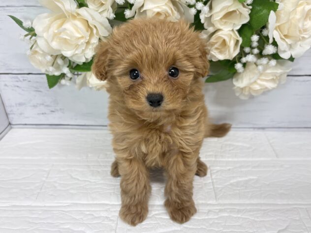 宮城県のハーフ犬・ミックス犬 (アミーゴ仙台富沢店/2026年5月11日生まれ/女の子/アプリコット)の子犬