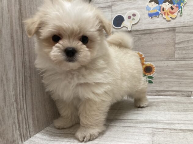 岩手県のハーフ犬・ミックス犬 (アミーゴ一関店/2026年5月14日生まれ/女の子/クリーム)の子犬