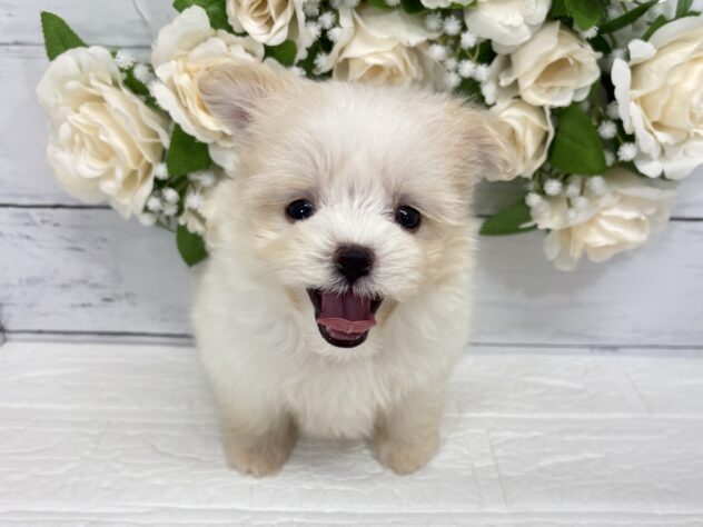 宮城県のハーフ犬・ミックス犬 (アミーゴ仙台富沢店/2026年5月25日生まれ/女の子/ホワイト)の子犬