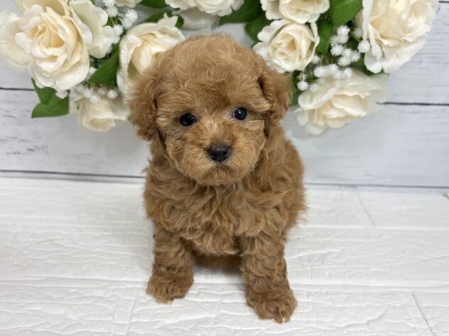 宮城県のトイプードル(トイ) (アミーゴ仙台富沢店/2026年5月18日生まれ/女の子/レッド)の子犬
