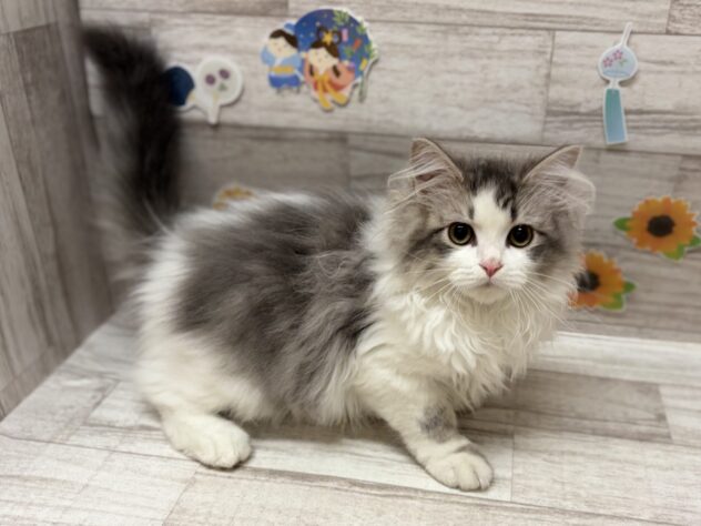秋田県のサイベリアン (アミーゴ横手店/2026年2月25日生まれ/男の子/ブルータビーホワイト)の子猫
