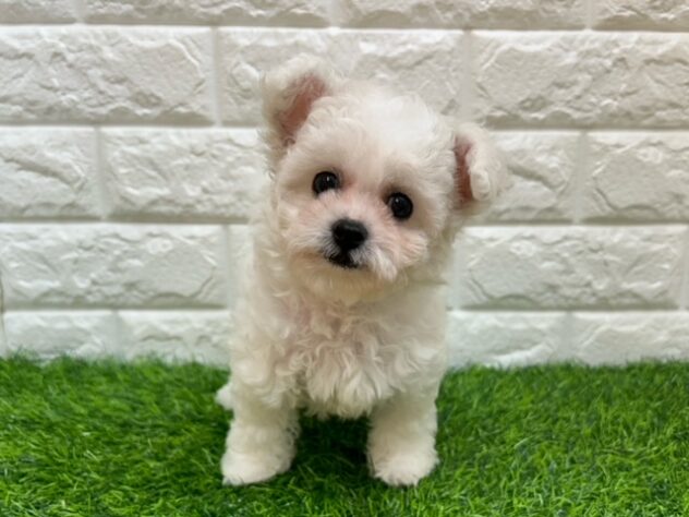 新潟県のビションフリーゼ (アミーゴ紫竹山店/2026年4月12日生まれ/女の子/ホワイト)の子犬の1枚目の画像