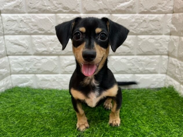 新潟県のハーフ犬・ミックス犬 (アミーゴ紫竹山店/2026年4月13日生まれ/男の子/ブラックイエロー)の子犬の1枚目の画像