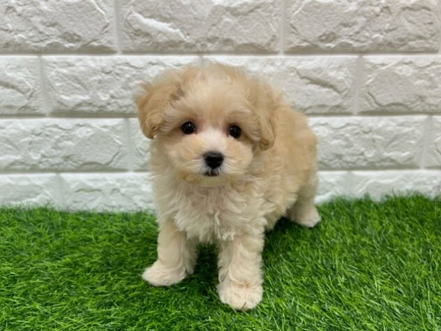 新潟県のハーフ犬・ミックス犬 (アミーゴ紫竹山店/2026年5月19日生まれ/男の子/アプリコット)の子犬の1枚目の画像