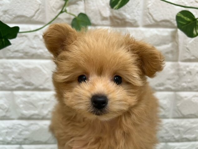 新潟県のハーフ犬・ミックス犬 (アミーゴ紫竹山店/2026年5月11日生まれ/男の子/アプリコット)の子犬の3枚目の画像
