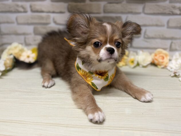 岩手県のチワワ(ロング) (アミーゴ一関店/2026年4月22日生まれ/男の子/フォーンホワイト)の子犬