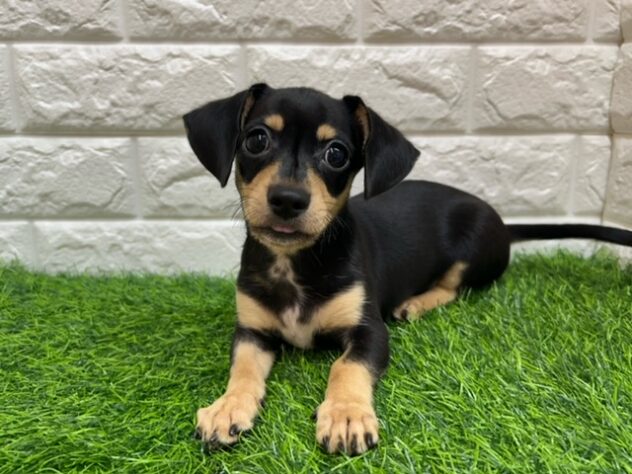 新潟県のハーフ犬・ミックス犬 (アミーゴ紫竹山店/2026年4月13日生まれ/男の子/ブラックイエロー)の子犬の2枚目の画像