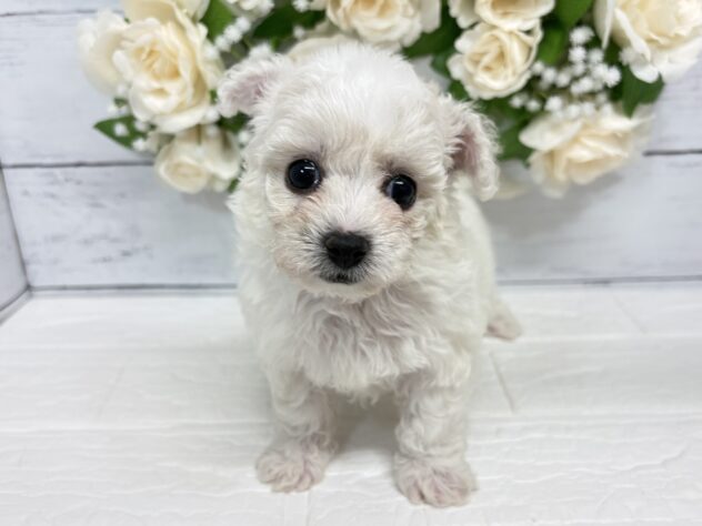 新潟県のビションフリーゼ (アミーゴ紫竹山店/2026年4月12日生まれ/女の子/ホワイト)の子犬