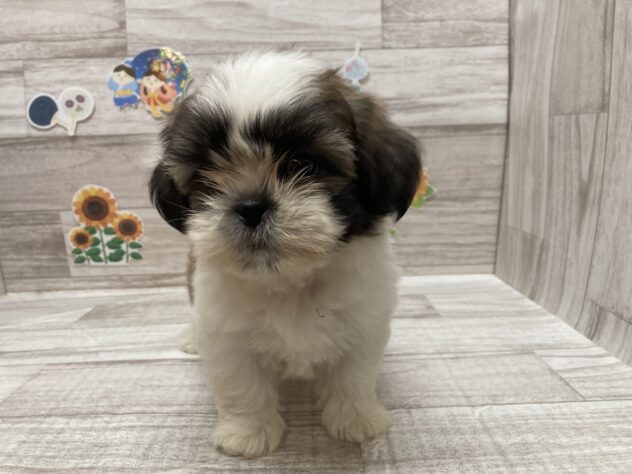 岩手県のシーズー (アミーゴ一関店/2026年5月14日生まれ/男の子/ホワイトゴールド)の子犬