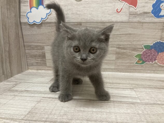 秋田県のブリティッシュショートヘアー (アミーゴ横手店/2026年4月14日生まれ/女の子/ブルー)の子猫