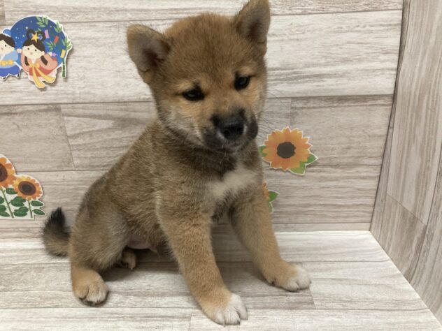岩手県の柴犬(標準サイズ) (アミーゴ一関店/2026年5月14日生まれ/男の子/赤)の子犬