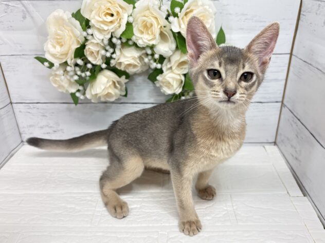 宮城県のアビシニアン (アミーゴ仙台富沢店/2026年4月29日生まれ/女の子/ブルー)の子猫