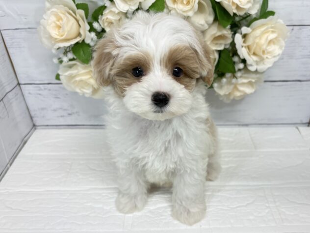 宮城県のハーフ犬・ミックス犬 (アミーゴ仙台富沢店/2026年5月19日生まれ/男の子/ホワイトレッド)の子犬