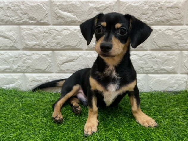 新潟県のハーフ犬・ミックス犬 (アミーゴ紫竹山店/2026年4月13日生まれ/男の子/ブラックイエロー)の子犬の3枚目の画像
