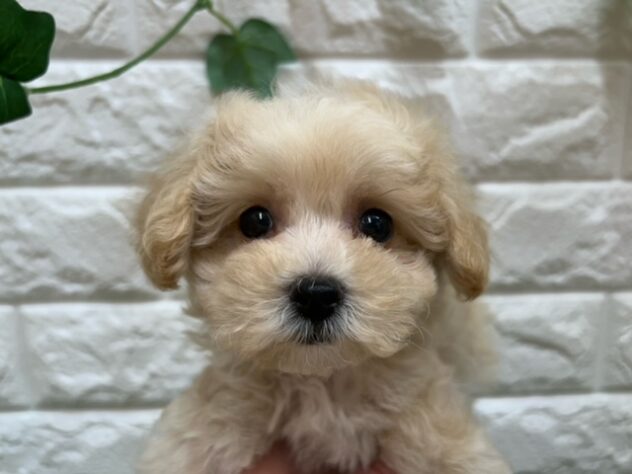 新潟県のハーフ犬・ミックス犬 (アミーゴ紫竹山店/2026年5月19日生まれ/男の子/アプリコット)の子犬の3枚目の画像
