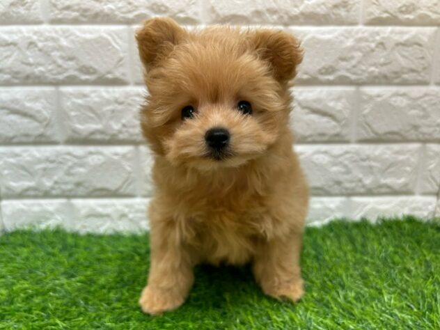 新潟県のハーフ犬・ミックス犬 (アミーゴ紫竹山店/2026年5月11日生まれ/男の子/アプリコット)の子犬の1枚目の画像