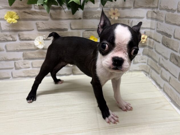 岩手県のボストンテリア (アミーゴ一関店/2026年4月29日生まれ/男の子/ボストンカラー)の子犬