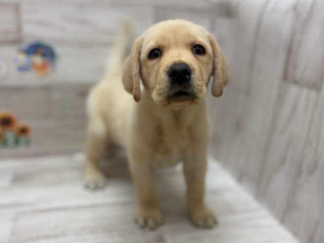 岩手県のラブラドールレトリーバー (アミーゴ一関店/2026年5月24日生まれ/男の子/イエロー)の子犬