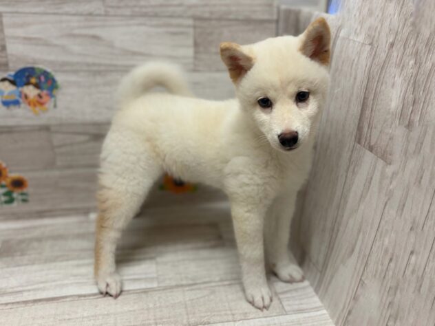 秋田県の柴犬(標準サイズ) (アミーゴ横手店/2026年4月1日生まれ/男の子/白)の子犬