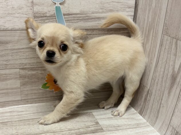 秋田県のチワワ(ロング) (アミーゴ横手店/2026年3月31日生まれ/女の子/クリーム)の子犬