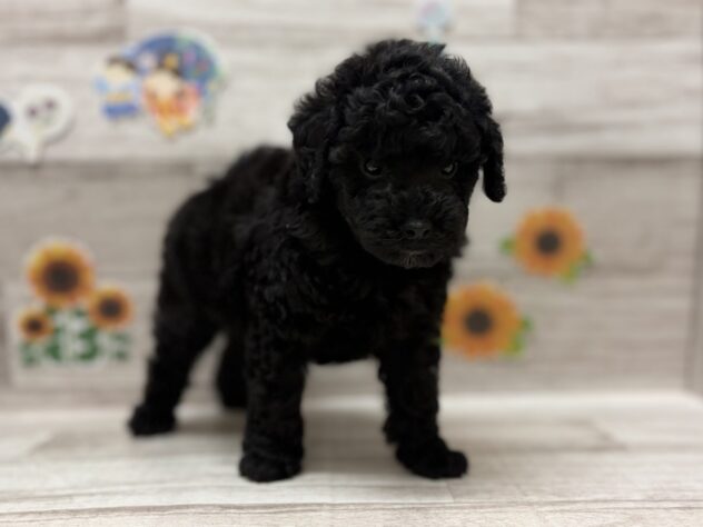 岩手県のトイプードル(トイ) (アミーゴ一関店/2026年5月25日生まれ/男の子/ブラック)の子犬