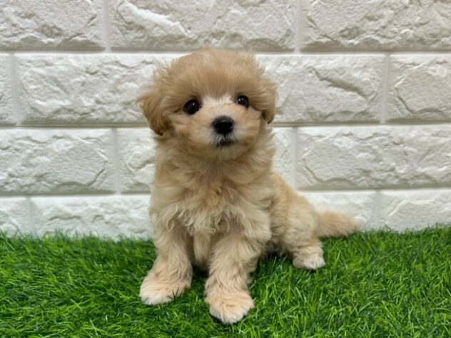 新潟県のハーフ犬・ミックス犬 (アミーゴ紫竹山店/2026年4月26日生まれ/男の子/アプリコット)の子犬の1枚目の画像