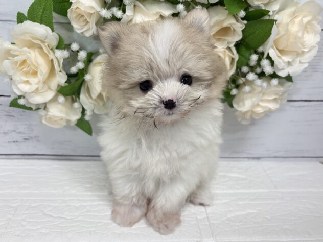 宮城県のハーフ犬・ミックス犬 (アミーゴ仙台富沢店/2026年5月4日生まれ/女の子/パーティーカラー)の子犬