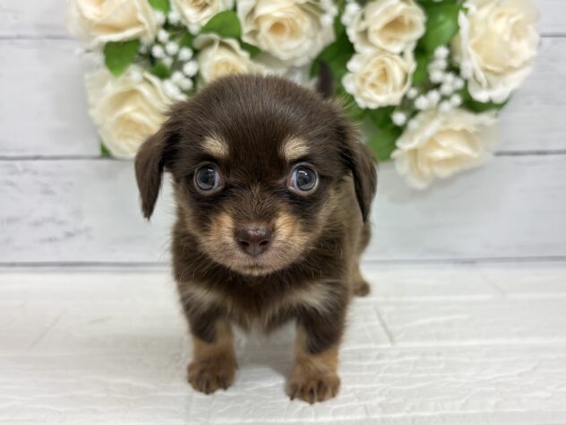宮城県のハーフ犬・ミックス犬 (アミーゴ仙台富沢店/2026年5月14日生まれ/女の子/チョコレートタン)の子犬