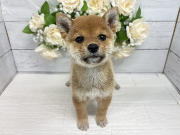 宮城県の豆柴 (アミーゴ仙台富沢店/2026年5月26日生まれ/男の子/赤)の子犬の2枚目の画像
