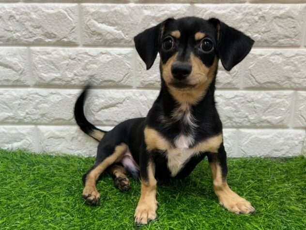 新潟県のハーフ犬・ミックス犬 (アミーゴ紫竹山店/2026年4月13日生まれ/男の子/ブラックイエロー)の子犬の2枚目の画像