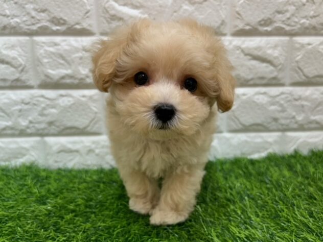 新潟県のハーフ犬・ミックス犬 (アミーゴ紫竹山店/2026年5月19日生まれ/男の子/アプリコット)の子犬の2枚目の画像