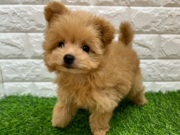 新潟県のハーフ犬・ミックス犬 (アミーゴ紫竹山店/2026年5月11日生まれ/男の子/アプリコット)の子犬の2枚目の画像