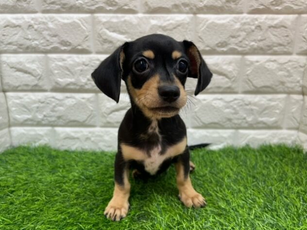 新潟県のハーフ犬・ミックス犬 (アミーゴ紫竹山店/2026年4月13日生まれ/男の子/ブラックイエロー)の子犬の1枚目の画像