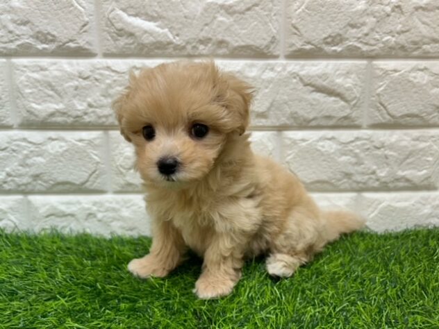 新潟県のハーフ犬・ミックス犬 (アミーゴ紫竹山店/2026年4月26日生まれ/男の子/アプリコット)の子犬の2枚目の画像