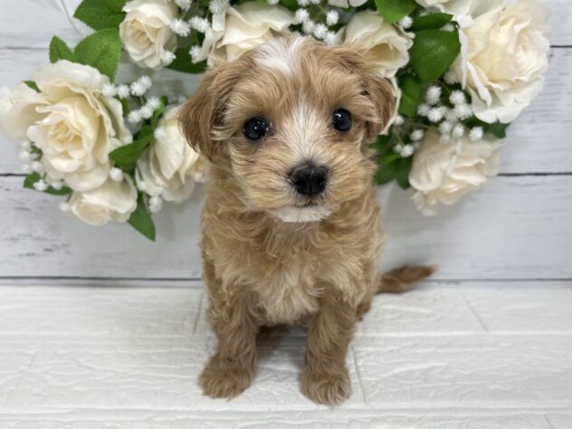 宮城県のハーフ犬・ミックス犬 (アミーゴ仙台富沢店/2026年5月3日生まれ/女の子/レッドホワイト)の子犬