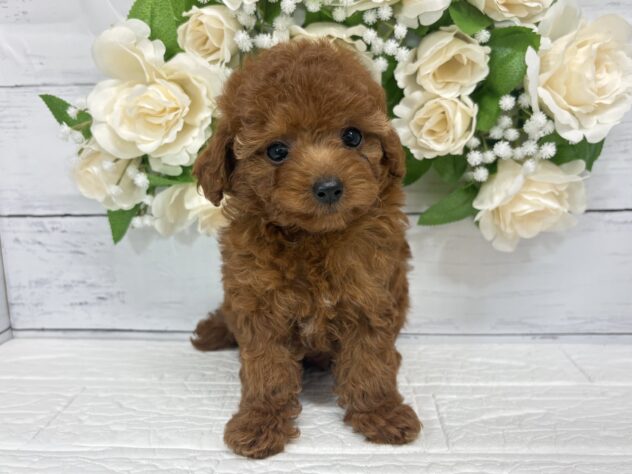 宮城県のトイプードル(トイ) (アミーゴ仙台富沢店/2026年5月11日生まれ/女の子/レッド)の子犬