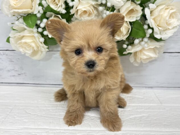 宮城県のハーフ犬・ミックス犬 (アミーゴ仙台富沢店/2026年5月25日生まれ/女の子/アプリコット)の子犬