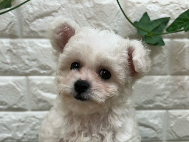 新潟県のビションフリーゼ (アミーゴ紫竹山店/2026年4月12日生まれ/女の子/ホワイト)の子犬の2枚目の画像