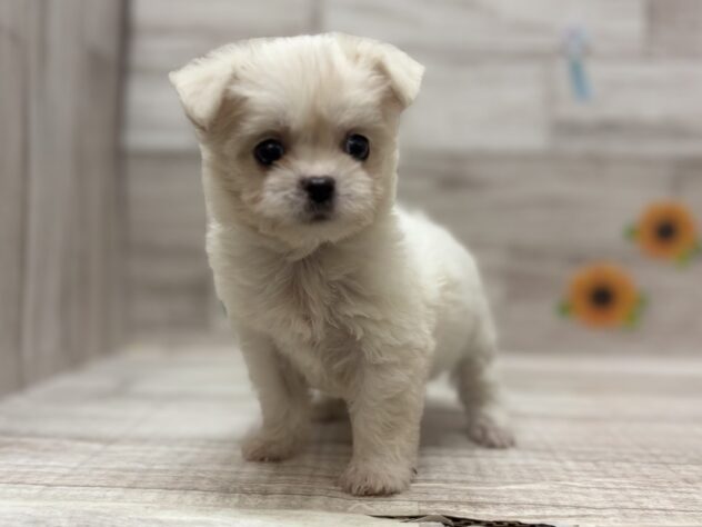 岩手県のハーフ犬・ミックス犬 (アミーゴ一関店/2026年5月27日生まれ/男の子/ホワイト)の子犬