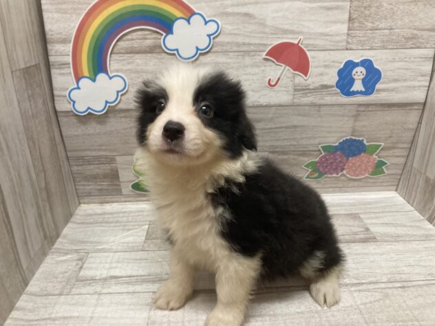 秋田県のボーダーコリー (アミーゴ横手店/2026年5月3日生まれ/男の子/ブラックホワイト)の子犬