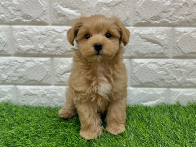 新潟県のハーフ犬・ミックス犬 (アミーゴ紫竹山店/2026年5月17日生まれ/男の子/アプリコット)の子犬の1枚目の画像