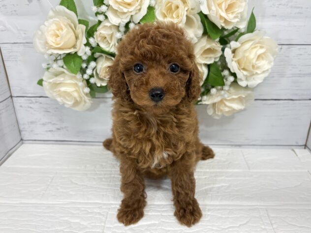 宮城県のトイプードル(トイ) (アミーゴ仙台富沢店/2026年5月26日生まれ/女の子/レッド)の子犬