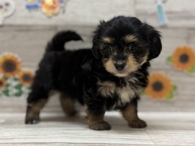 岩手県のハーフ犬・ミックス犬 (アミーゴ一関店/2026年5月17日生まれ/女の子/ブラックタン)の子犬