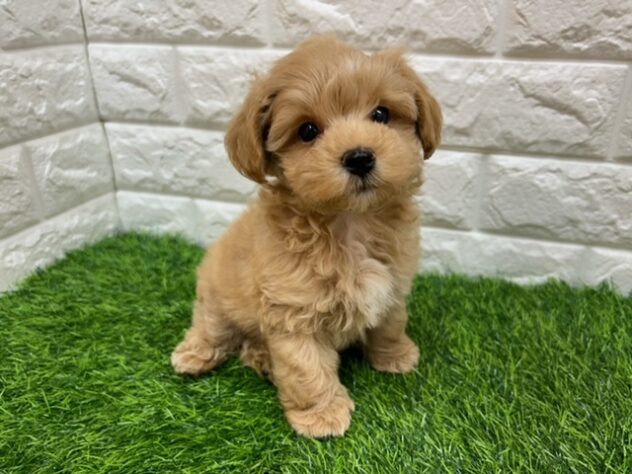 新潟県のハーフ犬・ミックス犬 (アミーゴ紫竹山店/2026年5月17日生まれ/男の子/アプリコット)の子犬の2枚目の画像